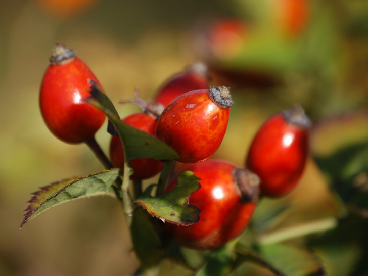 Hagebutten sind vielseitig zu verarbeiten. Fotos: Pixabay