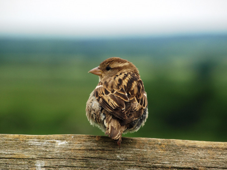 Auch den Haussperling kann man in vielen Gärten entdecken. Foto: Marlies Gräwe (NABU Regionalgeschäftsstelle Südostniedersachsen-Harz)
