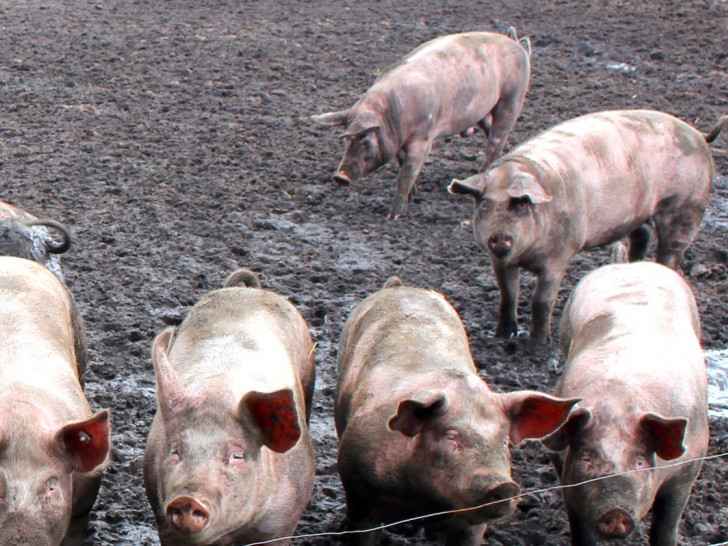 Ausgerechnet die artgerechtere Freilandhaltung der Schweine könnte zu den erhöhten Werten geführt haben. Symbolfoto: regionalHeute.de