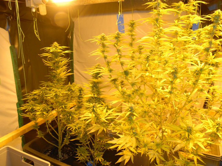 Im Keller des 31-jährigen Mannes konnte eine professionell errichtete Cannabispflanzen-Plantage in zwei separaten Räumen festgestellt werden. Foto: Polizeiinspektion Gifhorn