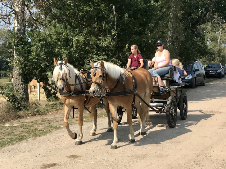 Die Teilnehmer des Kurses hatten viel Spaß. Hier wird zweispännig mit einem Marathonwagen und zwei Haflingern gefahren. Foto: Privat