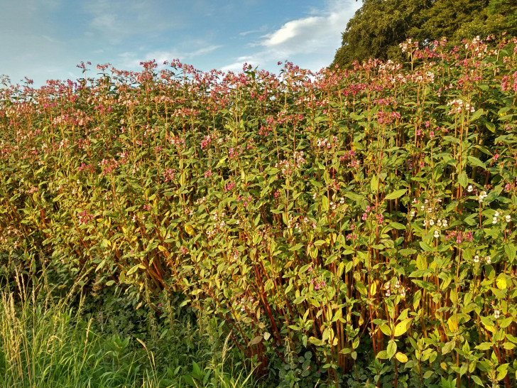 Das Drüsige Springkraut ist wegen seiner Fähigkeit zur raschen Verbreitung eine  problematische Pflanze. Foto: Nationalpark Harz/Jens Hundertmark