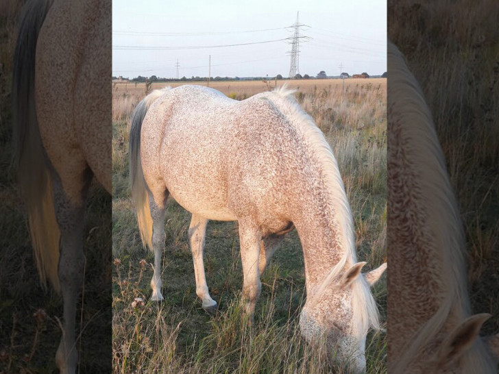 Wallach "Mozart". Foto: Polizei