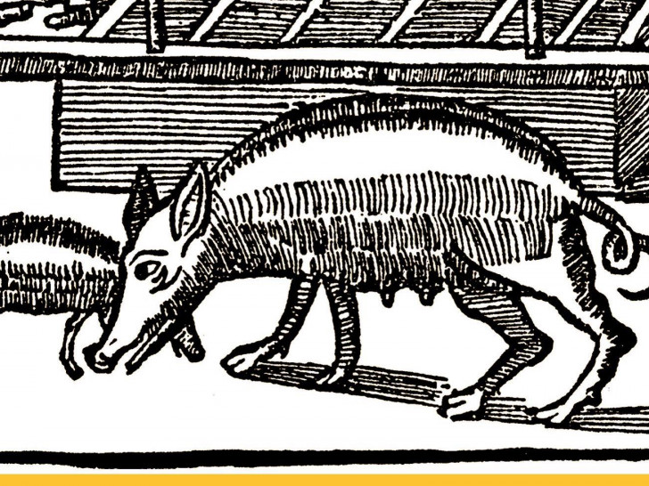 Bei der Beerdigung werfen Schweine die Bahre mit Eulenspiegels Leichnam um (94. Historie). Holzschnitt aus dem ältesten vollständig erhaltenen Eulenspiegel-Buch, gedruckt Straßburg 1515. Foto: Eulenspiegel-Museum