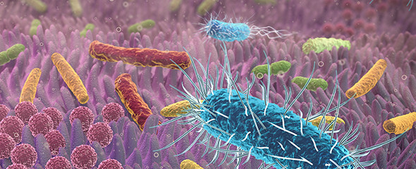 Butyrat-bildende Bakterien ernähren die Darmzellen und wirken antientzündlich. Foto: Fotolia