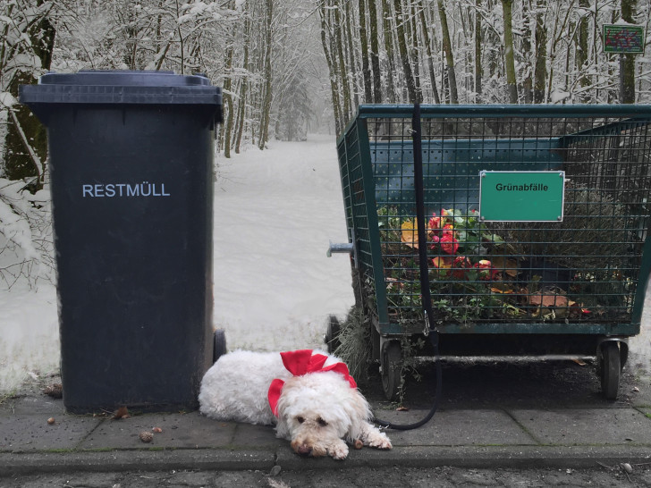 Oft werden Tiere nach dem Weihnachtsfest wieder zurückgegeben. Foto: Deutscher Tierschutzbund e.V.