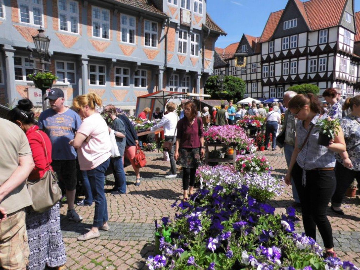 Der Wolfenbütteler Geranienmarkt - ein Veranstaltungshöhepunkt in der Gärtnerstadt. Fotos: Andreas Meißler