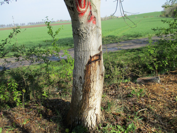 Mit einer Axt beschädigten die Täter die Rinde von diesem Baum. Foto: Polizei