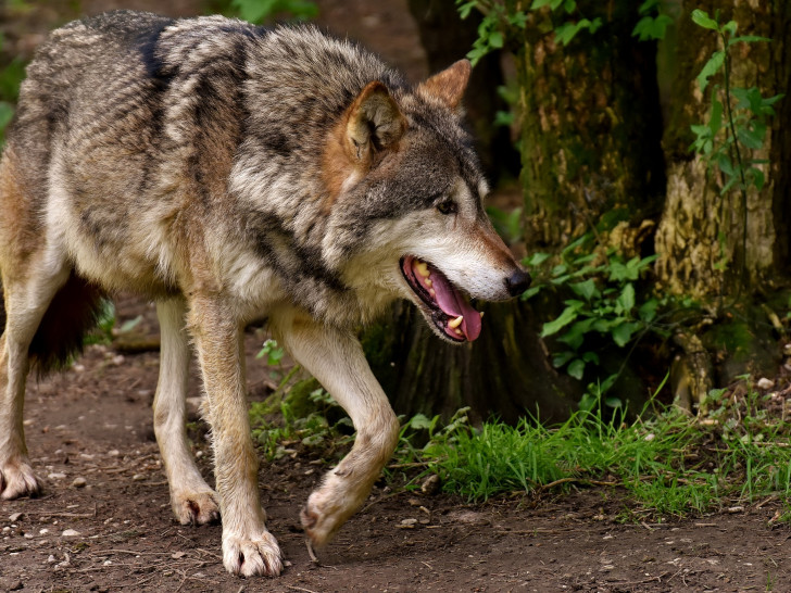 Am Wochenende hat ein Wolf ein Reh bei Hornburg gerissen. Symbolfoto: Pixabay