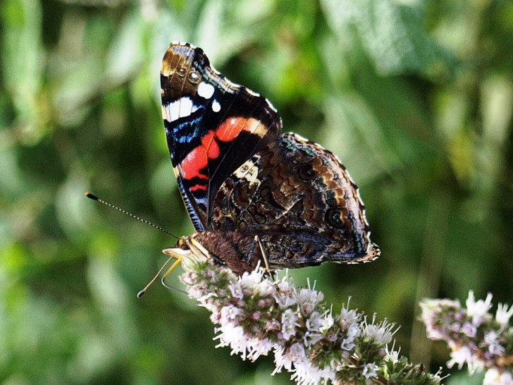 Am 1. Juni startet der NABU sein neues Citizen-Science-Projekt „Insektensommer“. Foto: NABU/Marlies Gräwe