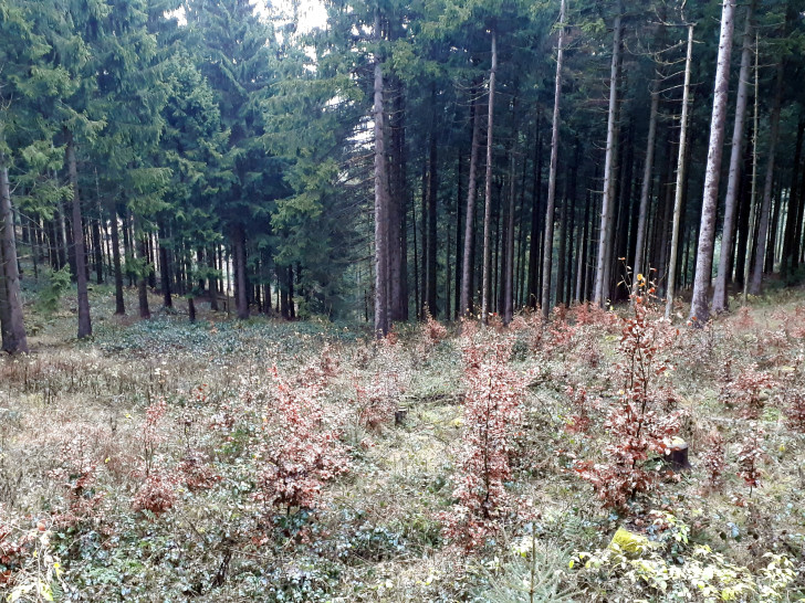 Im Stadtwald pflanzt der Stadtforst Goslar vermehrt Laubbäume, um den Folgen des Klimawandels entgegenzuwirken. Foto: Stadt Goslar