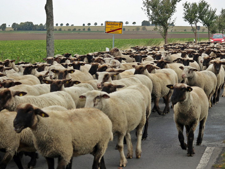 Ein nicht alltäglicher Anblick: 400 Schafe auf der Landstraße. Foto: Heinz-Jürgen Lingelbach