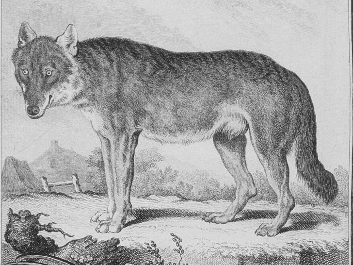 Der Wolf in der Naturgeschichte des 18. Jahrhunderts, aus: George Louis Leclerc de Buffon: Histoire naturelle 1749ff. Quelle: Herzog August Bibliothek