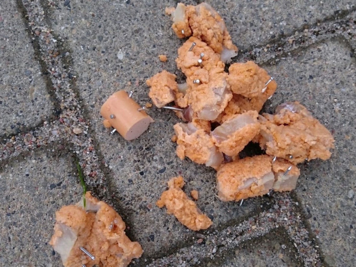 Ähnlicher Fall: Mit Nägeln gespickte Wurst und Fleischstücke fand die Polizei Schöppenstedt im Februar. Foto: Polizei Schöppenstedt