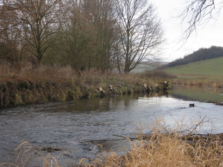 Nach der unnötigen Abholzung der Uferbegrünung an der Oker bei Werlaburgdorf soll nun Schadensbegrenzung betrieben werden. Foto: Thomas Rautmann