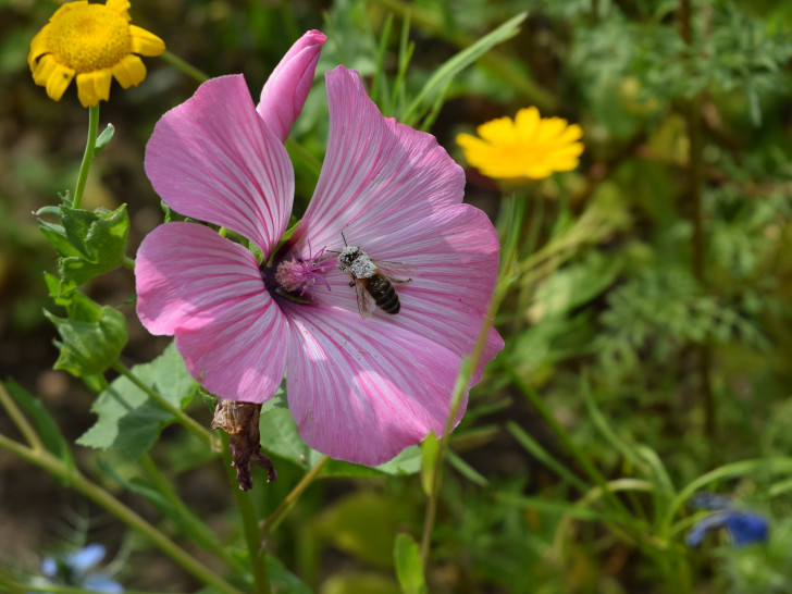 Diese Biene ist vor lauter Blütenstaub schon ganz weiß. Foto: Stadt Goslar