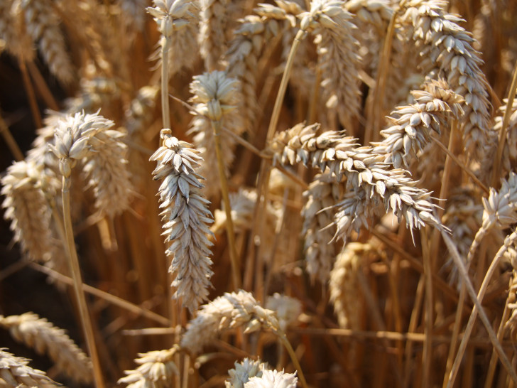 Die AfD im Rat der Stadt kritisiert, dass am Södeweg der Weizen verrottet und fordert eine Erklärung von der Stadt. Symbolfoto: Archiv  