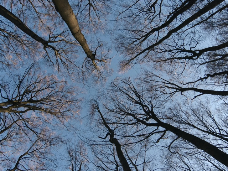 Peter Wohlleben weiß, dass wir Menschen nur dann überleben werden, wenn es auch dem Wald gut geht – und es bereits fünf vor zwölf ist. Foto: Constantin Film