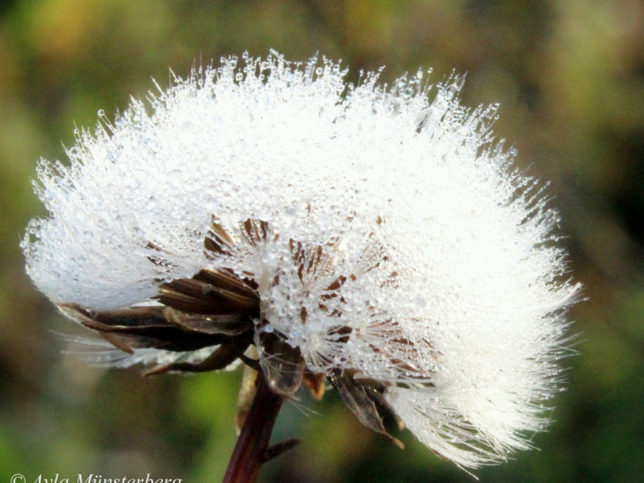 Eine Pusteblume. Das Symbol für Sensibilität.
Foto: Ayla Münsterberg