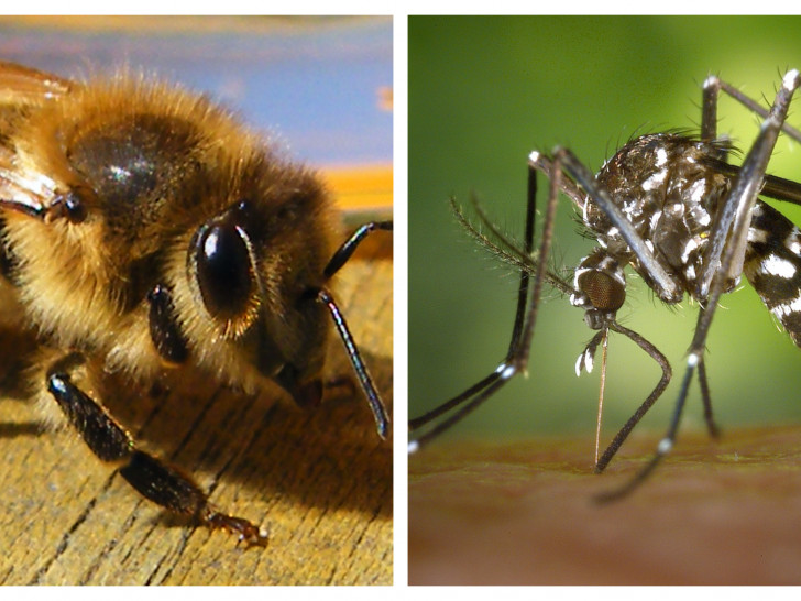 Die fleißige Honigbiene und die gefürchtete Asiatische Tigermücke. Symbolfotos: Anke Donner/pixabay
