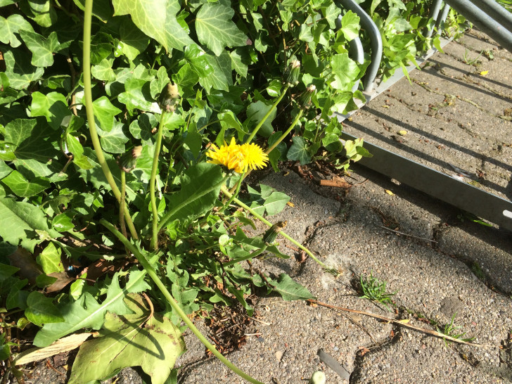 Wild wuchernde Pflanzen sind laut SPD ein Problem in Heidberg-Melverode. Symbolfoto: Anke Donner