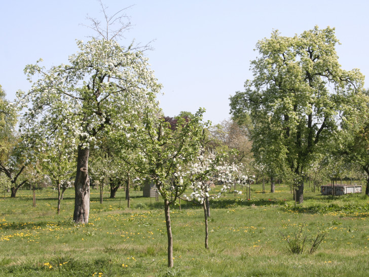 In Hornburg findet ein Kurs der NABU statt, wie Obstbäume richtig geschnitten werden. NFoto: Helge May. 