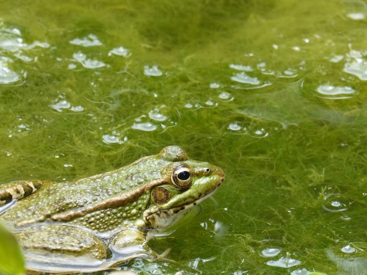 Algenentwicklungen sind an einer starken grünlichen, gelblichen oder auch rötlichen Trübung zu erkennen. Symbolfoto: pixabay