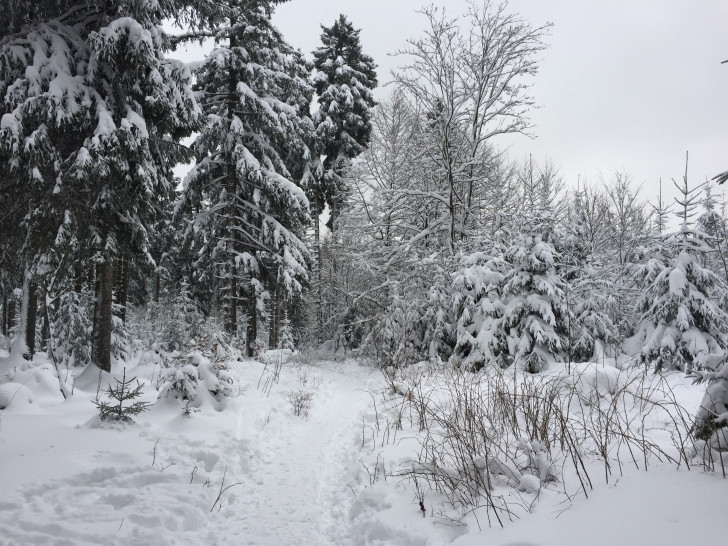 Mit der Rangerin Anke Kätzel geht es am 19. Februar durch das winterliche Naturschutzgebiet Riddagshausen. Symbolfoto: Anke Donner 