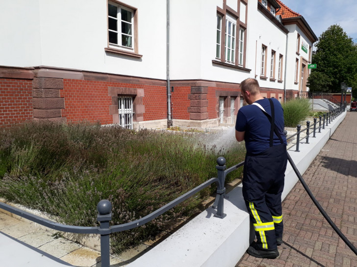 Im sonst schön lila blühenden Blumenbeet im Bereich einer Versicherung, brannten zuvor einige Quadratmeter Lavendel. Foto: Stadtfeuerwehr-Presse-Team