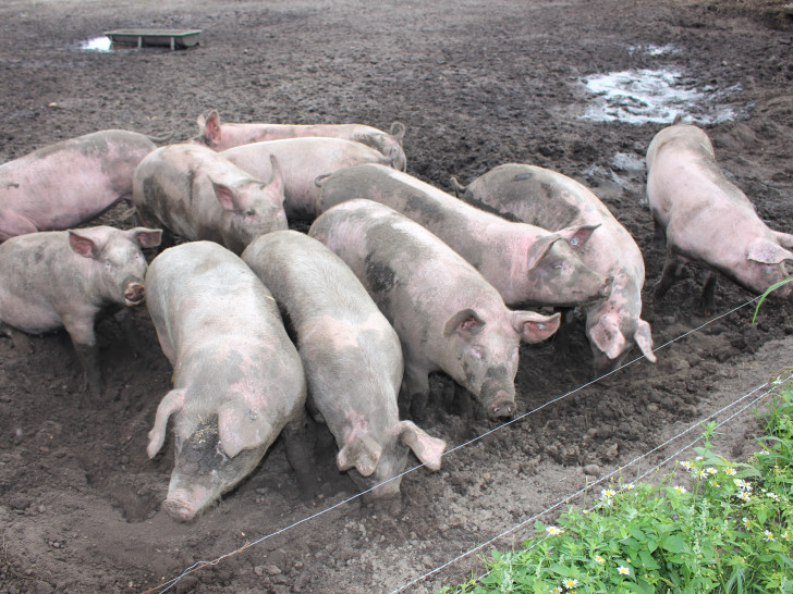 Bio-Schweine auf Bio-Bauernhof. Foto: Jan Weber