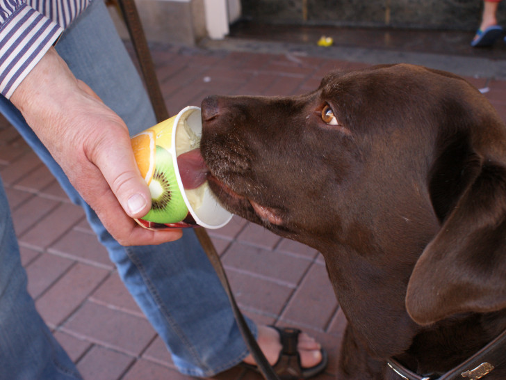 Auch eine Form sich abzukühlen: Ein Hund lässt sich ein Eis schmecken. Foto: Anke Donner