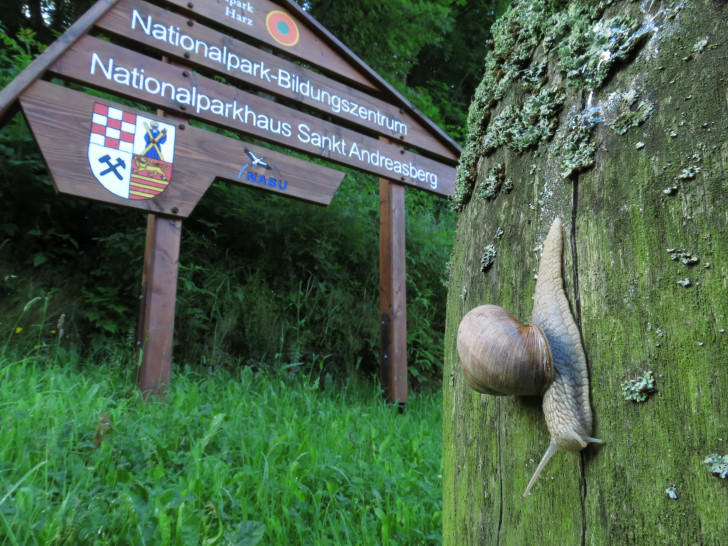 Faszination Schnecke. Foto: Walter Wimmer