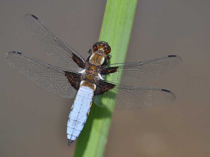Foto: Carsten Schütte