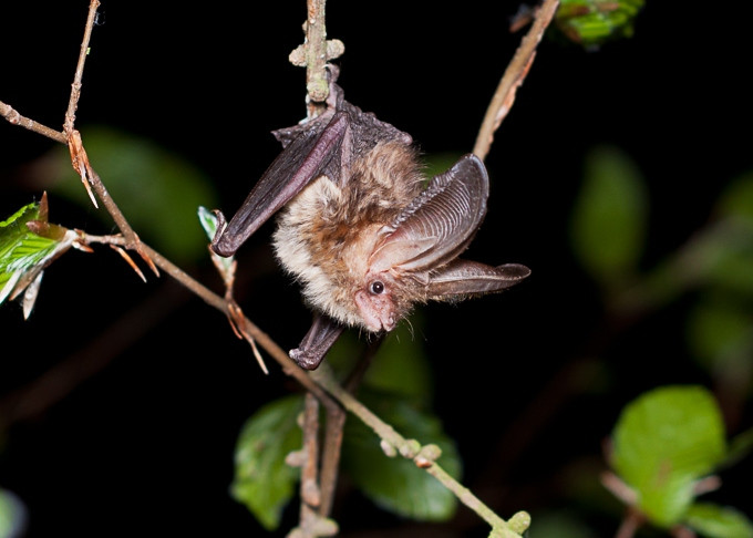 Der Vortrag „Fledermäuse – Jäger der Nacht“ findet am Freitag, den 11. März um 19:30 Uhr im Nationalparkhaus Sankt Andreasberg statt. Foto: Marco König