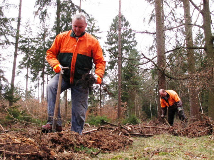 Der Wald wurde durch die vergangenen zwei Jahre schwer geschädigt: Dürre und Borkenkäfer fordern ihren Tribut. Foto: Niedersächsische Landesforsten