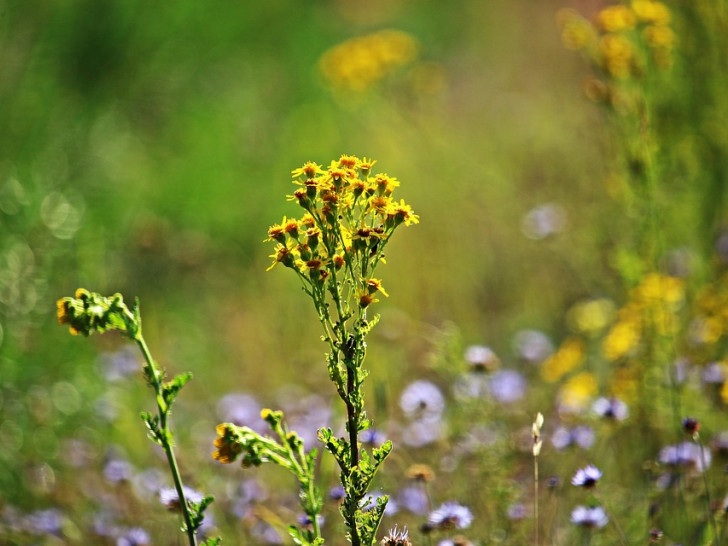 Jakobskreuzkraut. Foto: Pixabay