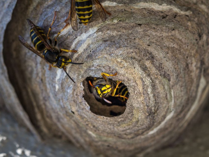 Wespen verteidigen ihr Nest vehement, wenn es darauf ankommt. Fotos: Pixabay
