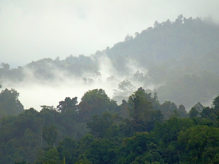 "Regenwald-Gebiet `Popayato Paguat´ "  (Bildautor: NABU / Tom Kirschey)