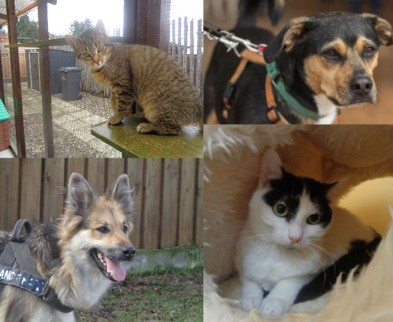 Von links oben nach rechts unten: Katze Kati, Hund Morey, Hund Stella und Katze Olivia suchen ein Zuhause. Fotos: Tierschutzverein Bad Harzburg