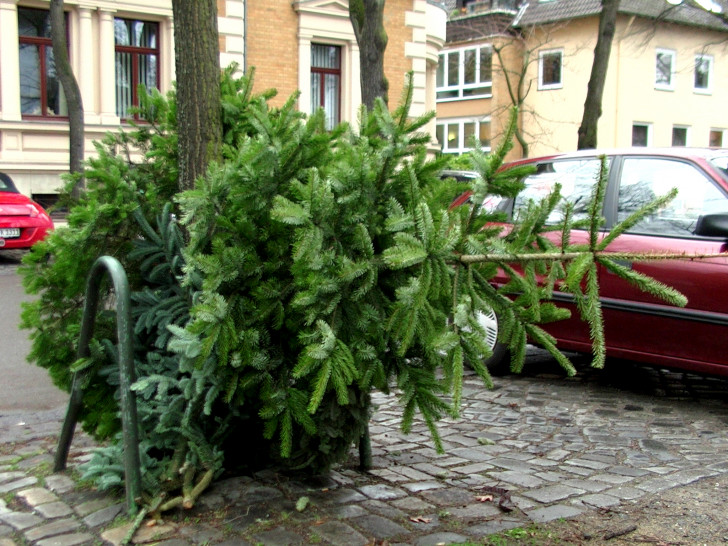 Die Weihnachtsbäume werden in der zweiten und dritten Kalenderwoche abgeholt. Symbolfoto: André Ehlers