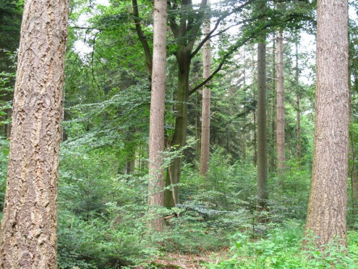 Bereits seit 30 Jahren entwickeln die Landesforsten im Rahmen des LÖWE-Programmes aus reinen Fichtenwäldern stabile Mischbestände. Foto: NLF