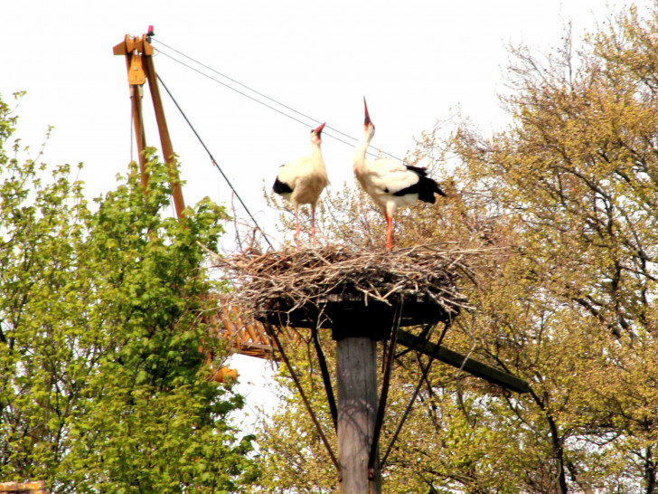 Die unberingten Störche in Börßum. Fotos: Bernd-Uwe Meyer