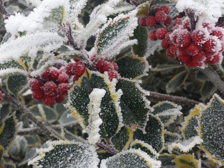 Beeren im Winterschlaf. Foto: Julia Buchholz