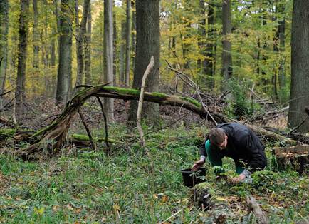 Erfolgreiche Eichelernte im Forstamt Wolfenbüttel. Foto: Niedersächsische Landesforsten