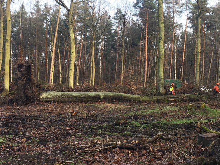 Niedersächsische Landesforsten beginnen mit Aufräumarbeiten nach dem Sturm. Foto: Landesforsten