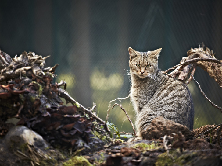 Auf Tuchfühlung mit den Wildkatzen im Harz. Foto: NABU 