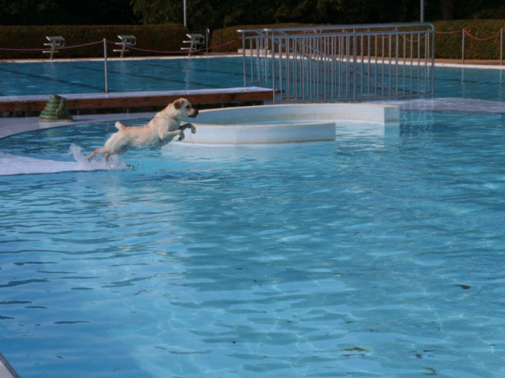 Hundeschwimmen im Freibad am Elm - der Eintritt ist frei! Foto: Privat