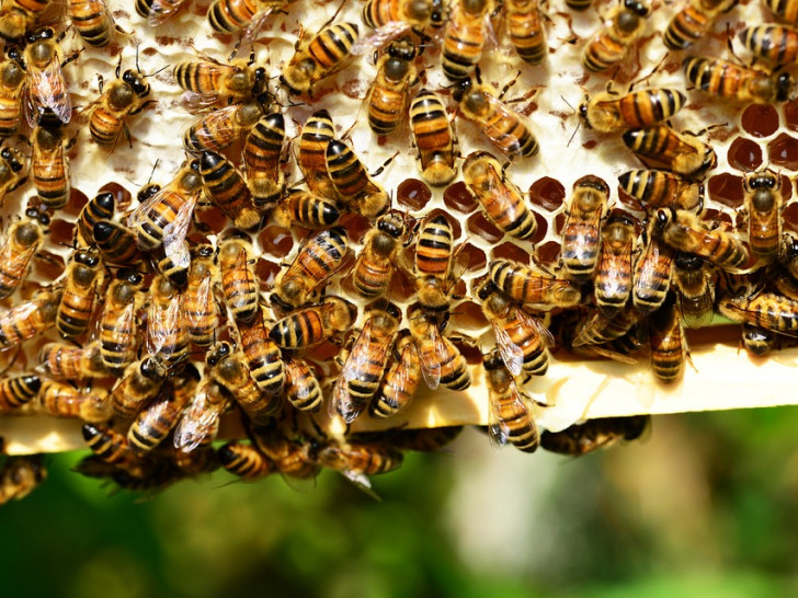 Bienen sind durch die Tierseuche bedroht.
Symbolbild: pixabay