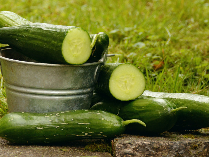 Ein Virus bedroht die Gurken, Zucchini und Kürbisernte nun auch in Mitteleuropa - Ernteausfälle von bis zu 50 Prozent sind die Folge. Symbolfoto. Pixabay