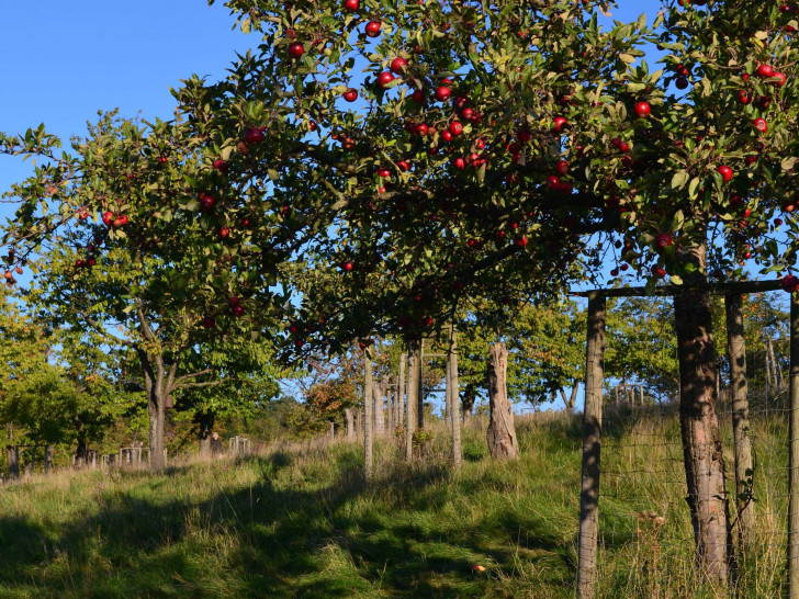 Saft mitnehmen oder Äpfel Pflücken: Nabu Kreisgruppe Wolfenbüttel lädt zum Apfelfest auf die Streuobstwiese am Kirchenberg bei Hornburg. Foto: Cornelia Schilling